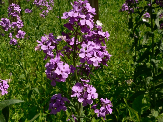 {Hesperis matronalis}